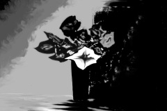 Black and White